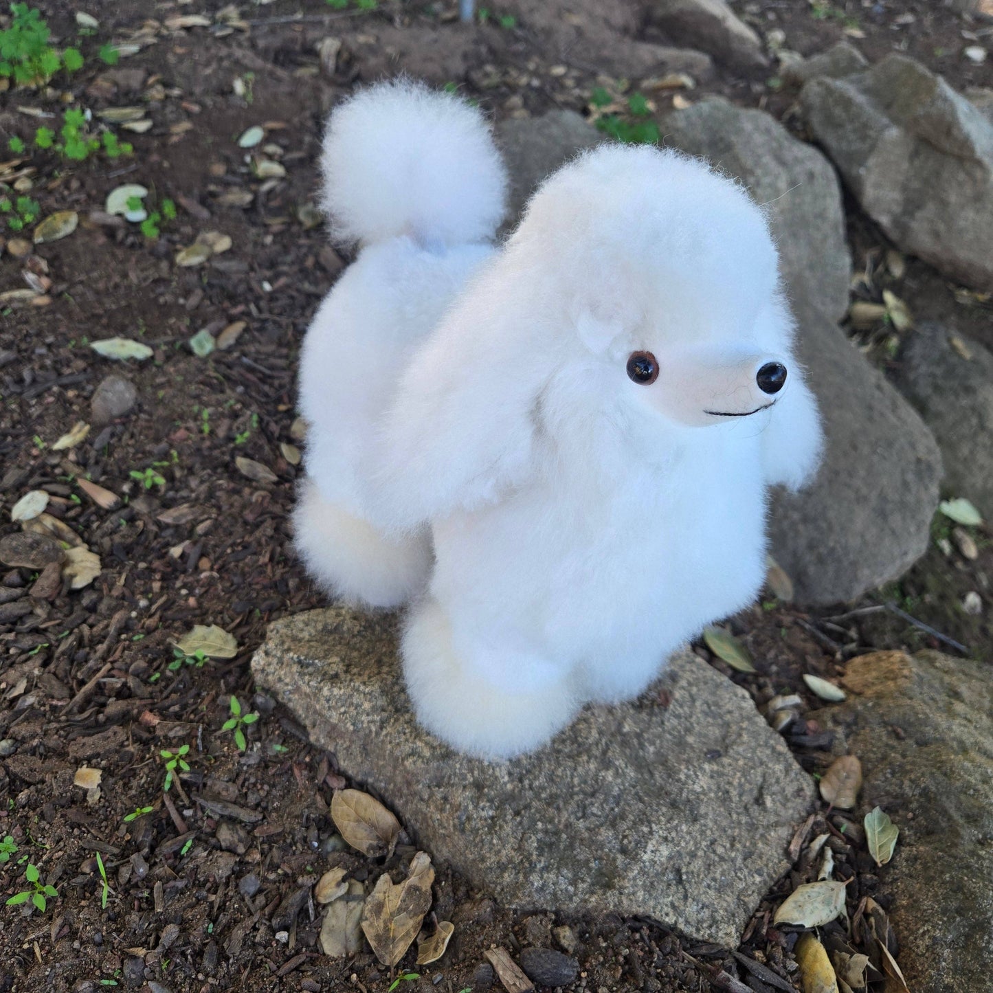 Alpaca Poodle Dog
