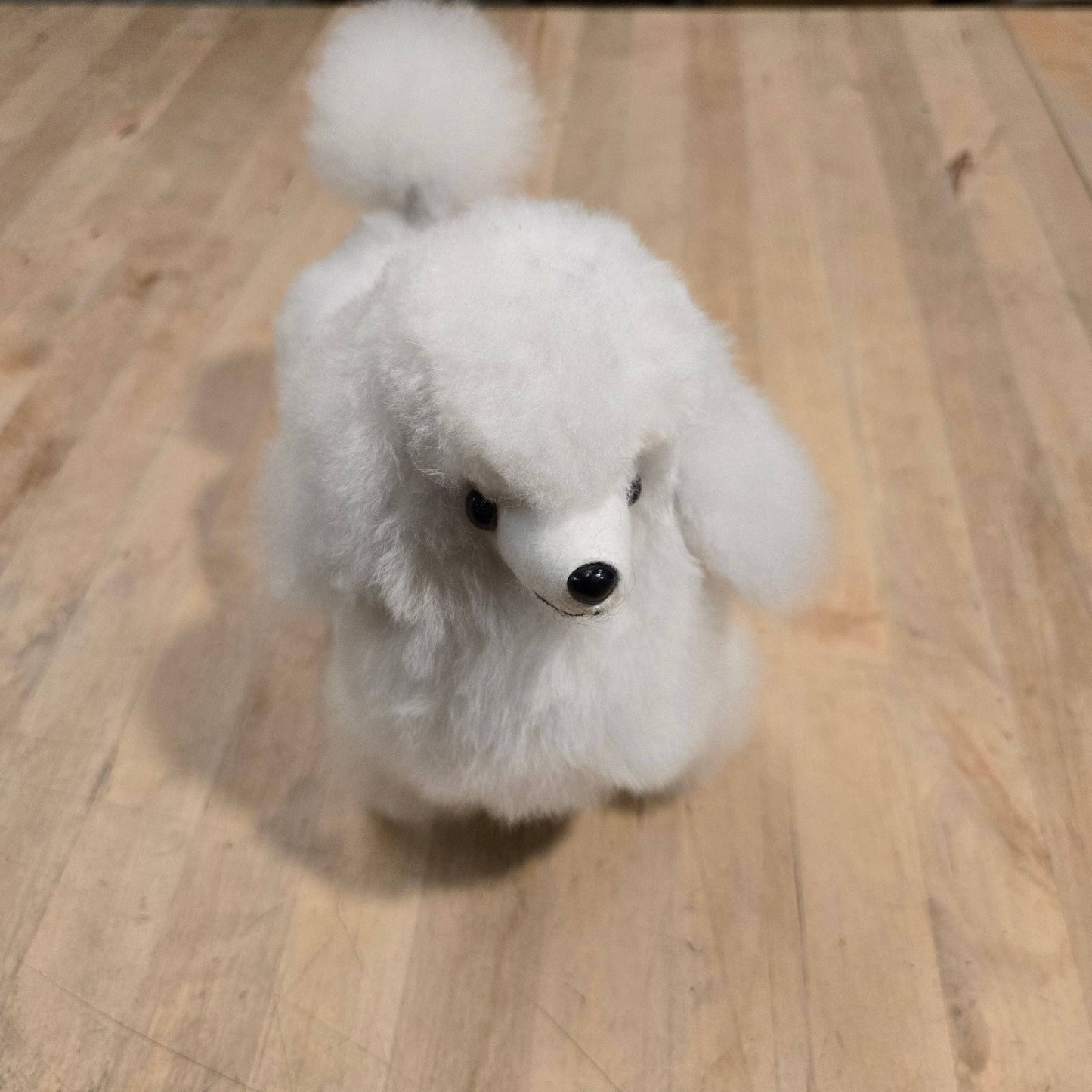 Alpaca Poodle Dog