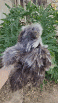 Suri Alpaca Teddy Bears