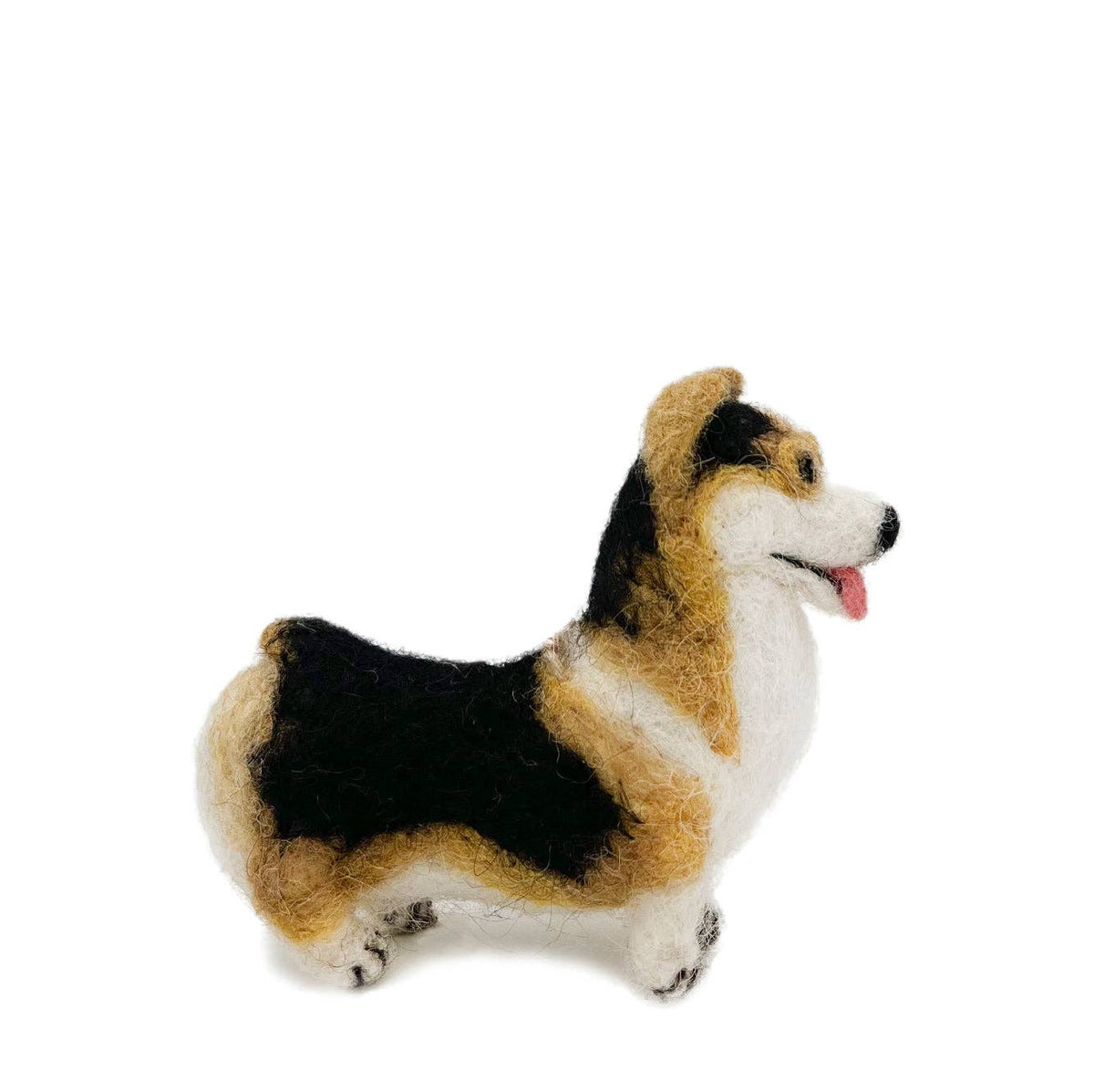 Tricolor Corgi Dog