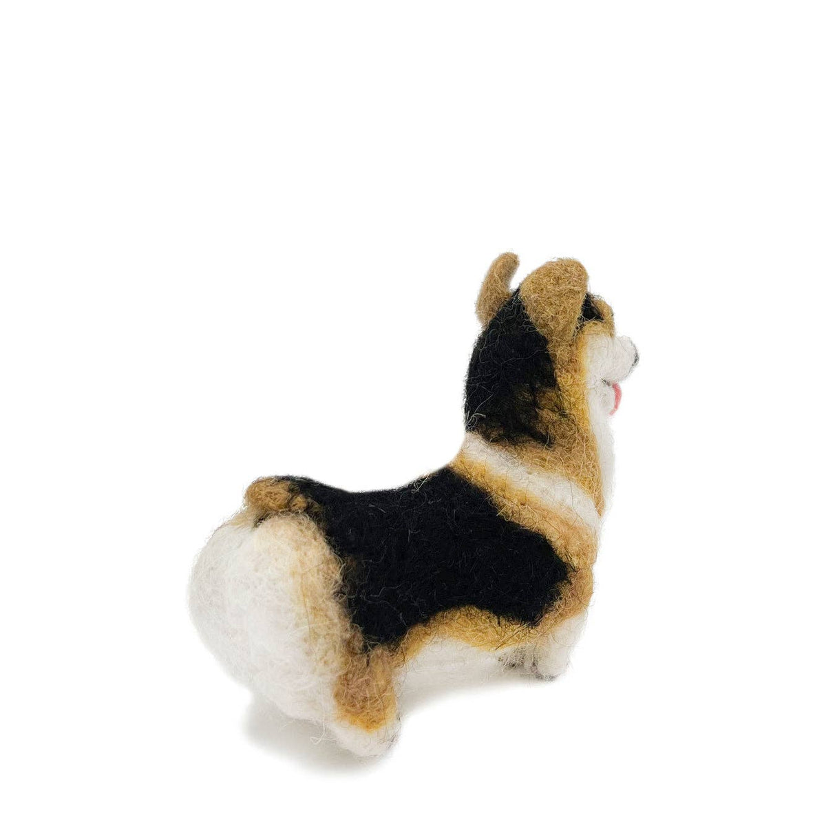 Tricolor Corgi Dog