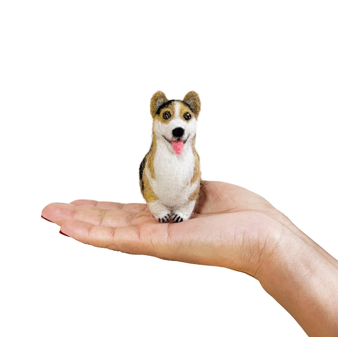 Tricolor Corgi Dog
